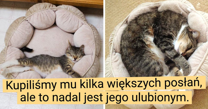 17 futrzastych maluchów, które urosły w mgnieniu oka