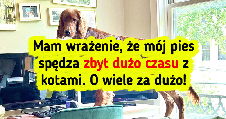 15 zdjęć zwierzaków, które rozbawią cię do łez