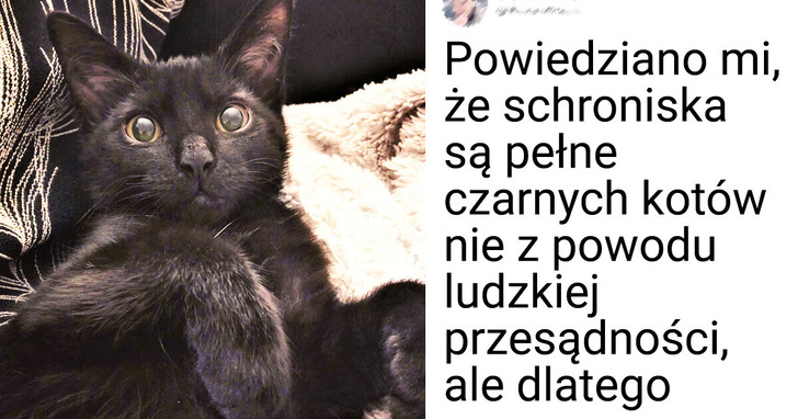 17 słodkich zdjęć, które udowadniają, iż czarne koty na pewno nie przynoszą pecha