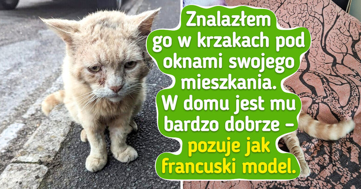 16 kotów, których charyzma sprawiła, iż ludzie przygarnęli je bez wahania
