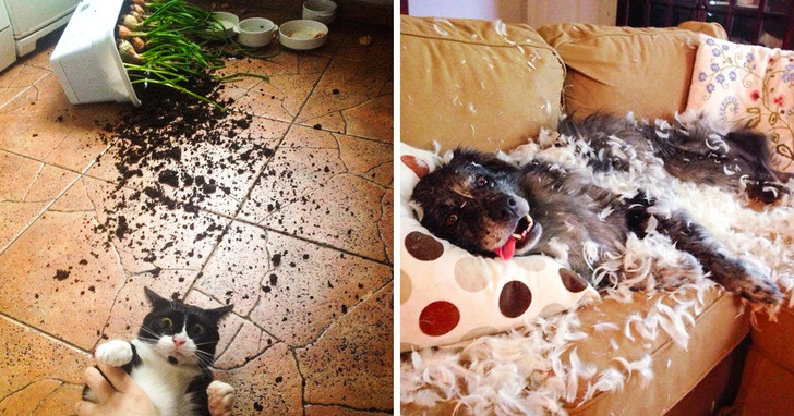 18 "niewinnych" zwierzaków, które z tym bałaganem nie mają nic wspólnego