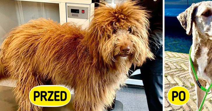 16 psów, które przeszły niesamowitą metamorfozę u groomera
