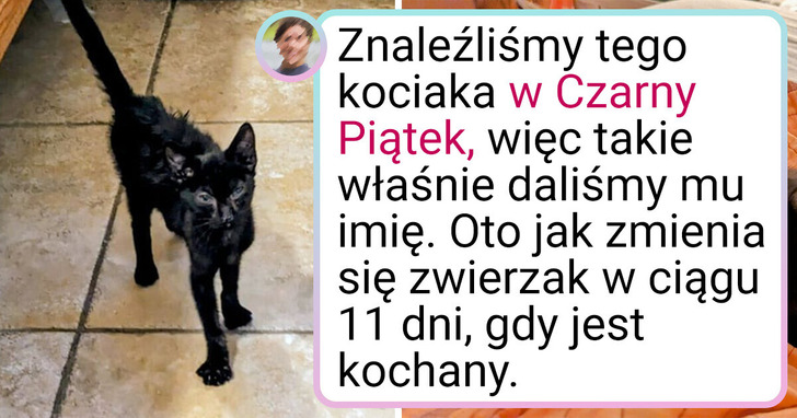 21 dowodów na to, iż choćby najbardziej zaniedbane zwierzaki można uratować dzięki miłości i trosce