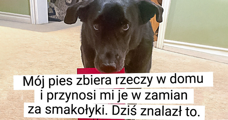 17 psiaków, których dziwne zwyczaje zaskakują, a jednocześnie rozśmieszają do łez