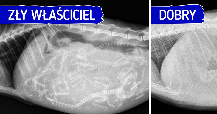 Porady dla początkujących właścicieli kotów — jak uniknąć 10 często popełnianych błędów