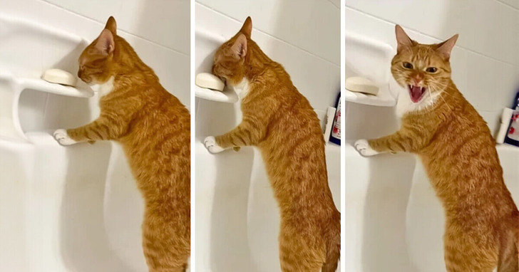 15 zdjęć zwierząt, które sprawią, iż się uśmiechniesz