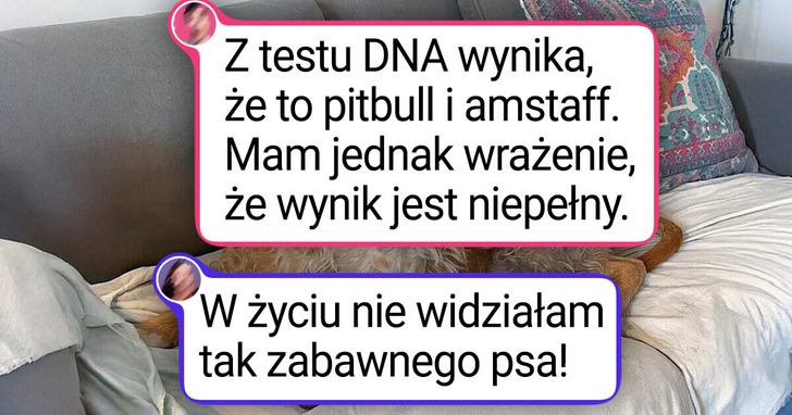 20 psów, które wyglądają perfekcyjnie dzięki krzyżówce ras