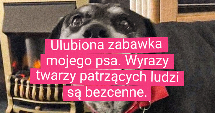 19 zwierząt, których ulubione zabawki to coś więcej niż tylko narzędzie rozrywki