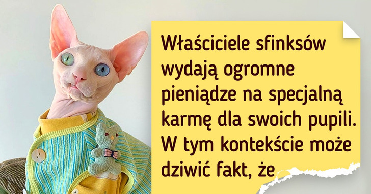 Dlaczego sfinksy wyłysiały i w jaki sposób zaskarbiły sobie sympatię ludzi na całym świecie