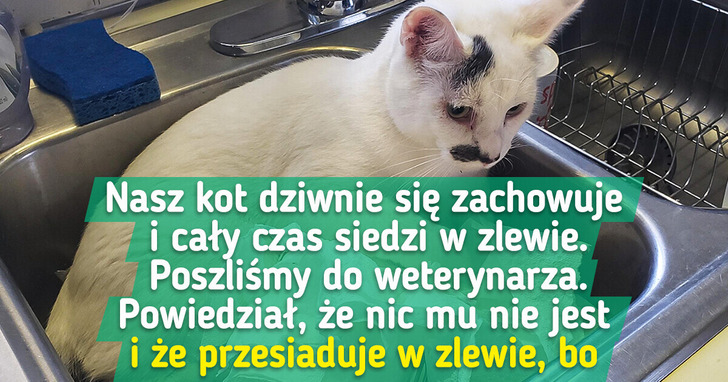 15 zdjęć na dowód, iż życie z kotem jest lepsze niż nagrodzona Oscarem komedia