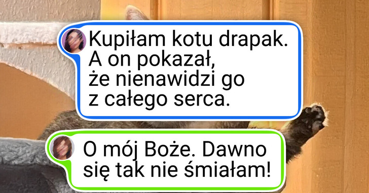 25 kotów, które wygodę mają gdzieś