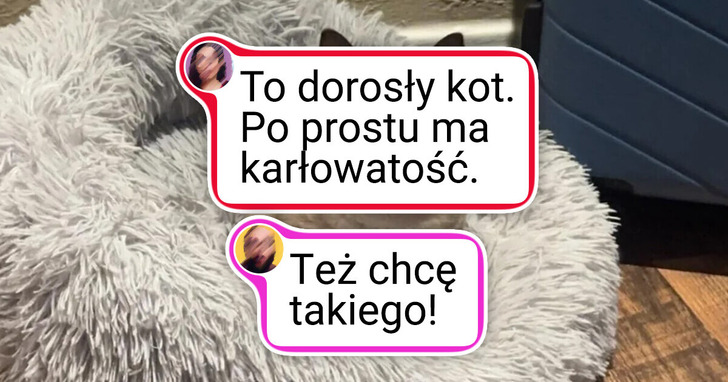 20+ zwierząt, które przypadkiem zamieniły zwykłą fotkę w arcydzieło