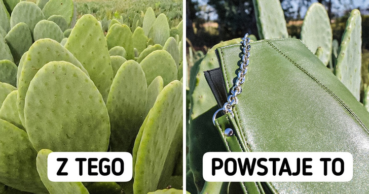 Dwóch facetów opracowało wegańską skórę z kaktusa, która może pomóc w walce z okrucieństwem wobec zwierząt