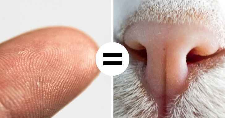 13 faktów o kotach, dzięki którym jeszcze bardziej je kochamy