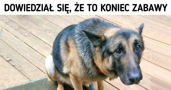 21 słodkich piesków, które mają zły dzień