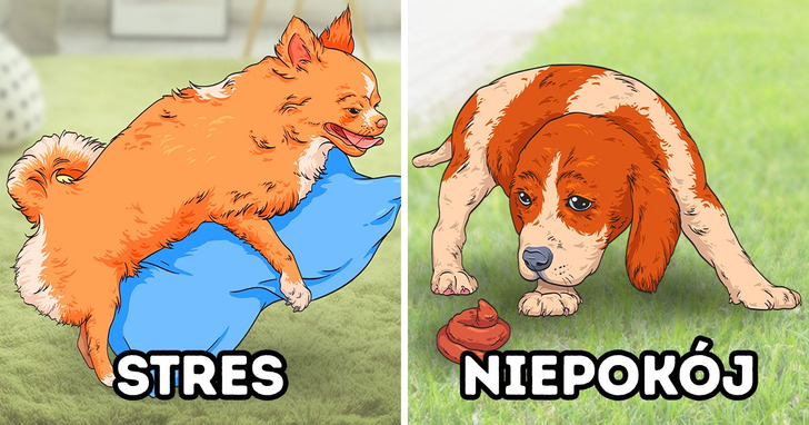 7 dziwnych psich zachowań, które można łatwo wytłumaczyć