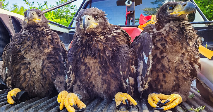 Ornitologiczny ewenement — w polskim lesie wykluły się trojaczki orła bielika