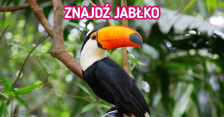 Znajdź ukryte wśród zwierząt przedmioty w mniej niż 10 sekund