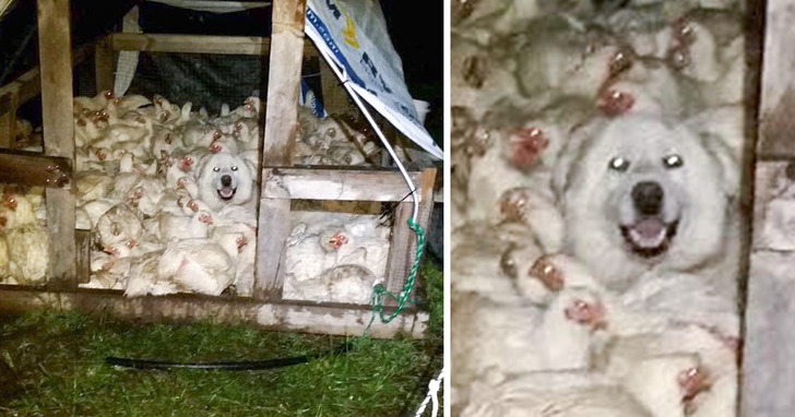 21 zdjęć psów, które odgonią wszystkie smutki