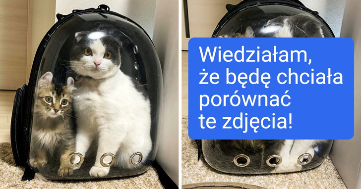 20 zdjęć dorosłych zwierząt, które z wiekiem zyskały jeszcze więcej uroku