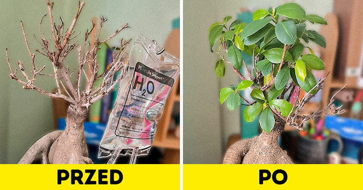 4 sygnały SOS, które wysyłają wasze rośliny i 4 sposoby na ich ocalenie