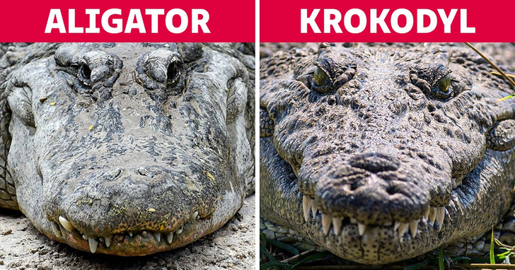 10 par zwierząt, które często są ze sobą mylone, a w rzeczywistości bardzo się różnią