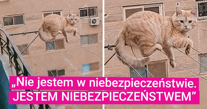 17 niegrzecznych zwierząt domowych, które trzymają swoich właścicieli w stanie gotowości 24/7