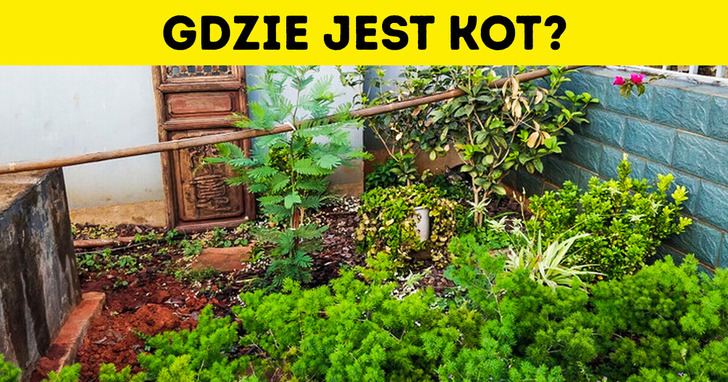 Przetestuj swoją spostrzegawczość i znajdź 25 ukrytych kotów