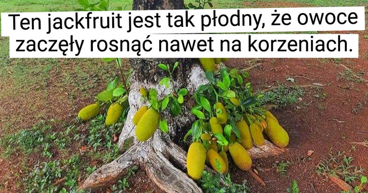 16 wspaniałych osiągnięć Matki Natury, które pokazują, iż nigdy nie wolno się poddawać