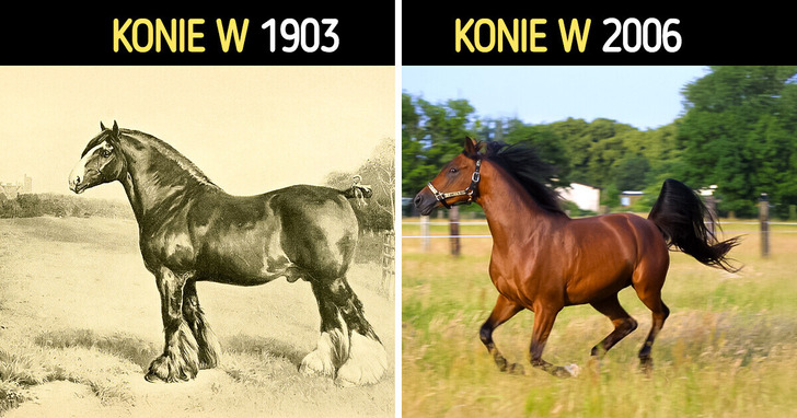 Nie uwierzysz, jak wyglądały te zwierzęta zanim zajęli się nimi ludzie