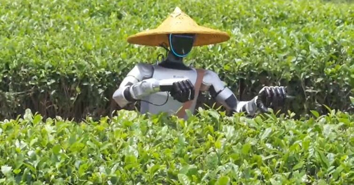 Roboty na plantacjach: jak chińska herbata przyspiesza rozwój sztucznej inteligencji