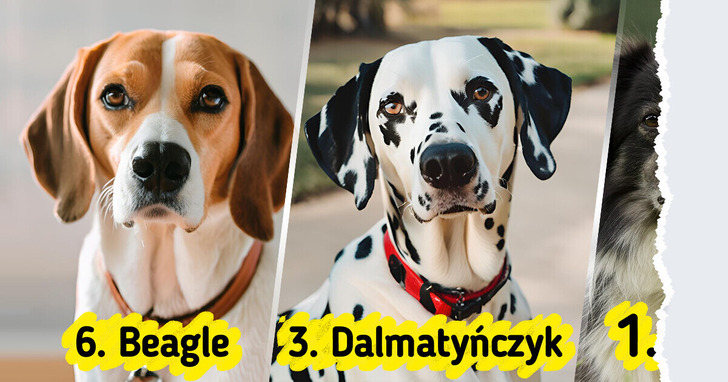 8 ras psów, które nie nadają się dla początkujących właścicieli