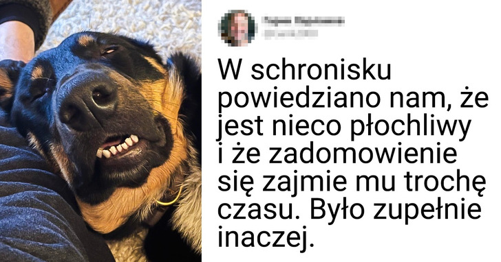 20 adoptowanych zwierząt domowych, które trafiły na wspaniałych opiekunów