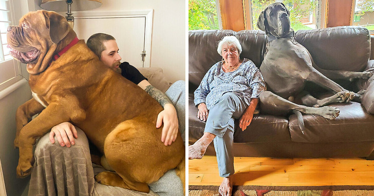 21 zwierzaków, które są tak duże, iż ich właściciele wyglądają przy nich jak smerfy