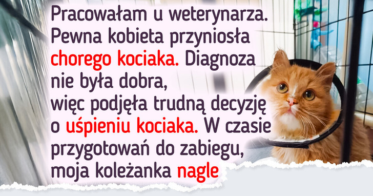 Kociak porzucony w klinice weterynaryjnej dostaje szansę na życie