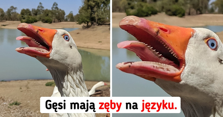 15 niezwykłych rzeczy, które tylko nieliczni mają okazję zobaczyć na żywo